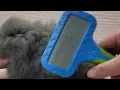 Grooming a Teddywidder baby wool grooming bunnies rabbit long haired rabbits