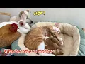 Download Lagu Kitty becomes a mom, and the hen, puppy, rabbit, and duck are all excited! Kittens are born! So cute