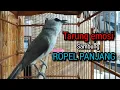 Download Lagu trucukan ropel panjang tarung buat pancingan trucukan agar bunyi dan jadikan trucukan gacor seketika