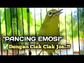 Lagu CIAK CIAK JOSS KECIAL KUNING AMPUH||PANCINGAN KECIAL MALAS BUNYI||