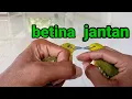 Download Lagu CARA MENBEDAKAN BURUNG SIRTU JANTAN DAN BETINA