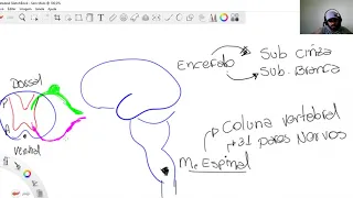 Neuro - Aula 1