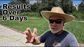 What Does Stress Blend Do Over 6 Days? // Results To Expect