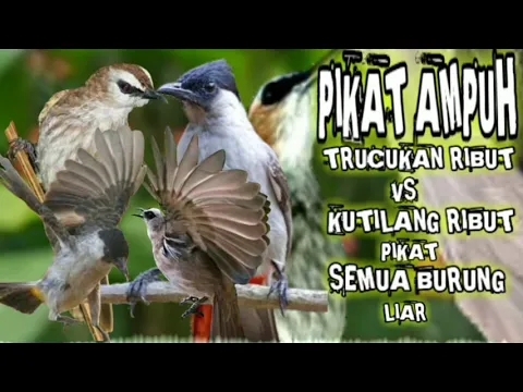 suara pikat kutilang ribut kombinasi trucukan ribut pikat semua jenis burung liar