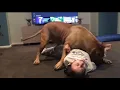 Download Lagu Boerboel wrestling sister gently