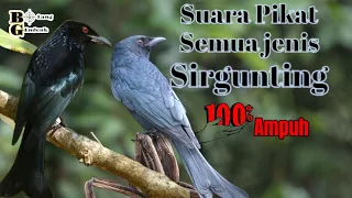  suara pikat srigunting ribut ampuh untuk semua jenis srigunting
