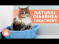 Download Lagu 7 HOME REMEDIES for DIARRHEA in CATS 🐱✅ How to TREAT DIARRHEA in CATS MP3