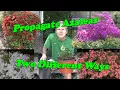 Learn how to Propagate Azaleas