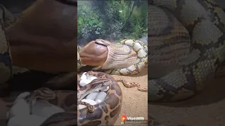 اناكوندا الضخمه ناشونال جيوغرافيك Shorts Beta 