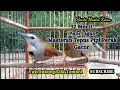 Download Lagu Masteran Pancingan Burung Tepus Pipi Perak 32 Menit Gacor