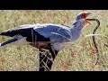 Download Lagu Burung yang Membunuh Ular dengan Kakinya – Pemburu Tak Kenal Henti di Sabana Afrika!