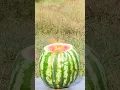 Download Lagu Crazy Watermelon Reaction to Sodium Metal (Na)