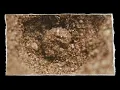 Download Lagu The Scariest Creature You've Never Seen: The Worm Lion. #documentary #viral #insects