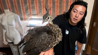 クジャクの親になって2ヶ月が経ちました