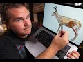 High-shoulder vs Lung shot Where to Shoot a Deer with a rifle