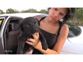 Caught On Camera A Family From Mexico Selling Puppies In Tucson - No Hope For Dogs Like My DoDo