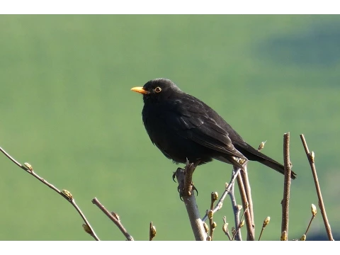 Download MP3 Sounds of Nature Blackbird 1 Hour of the Blackbird's Song