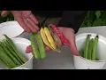 The Different types of Beans - Type and Variety Comparisons