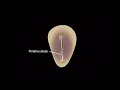 Embryology/Neurology - Neurogenesis [Animation]