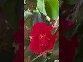 Download Lagu Beautiful Camellia j. Kramer’s Sup’ grown in home garden.