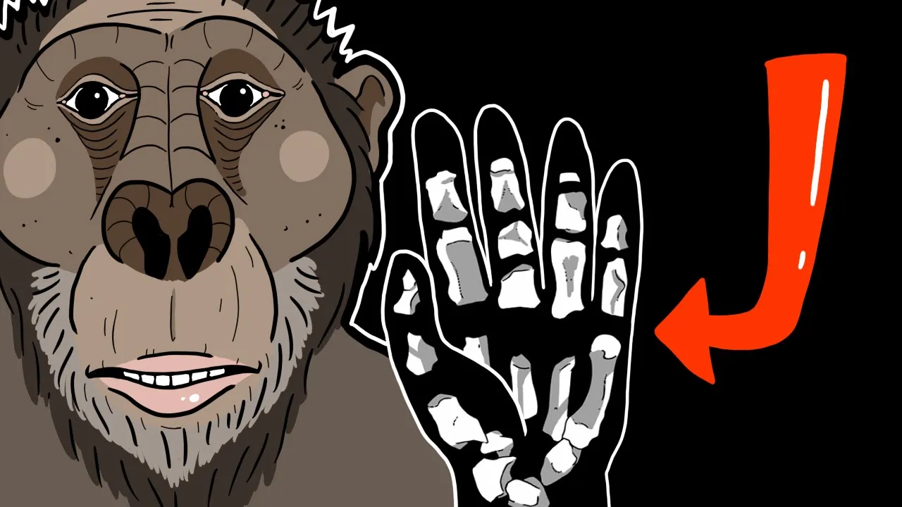 New Paranthropus Hand Explained