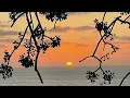 Will Ackerman, Jeff Oster and Tom Eaton - The Brothers Video Collection