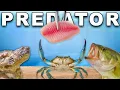Download Lagu Feeding All of my Predators (Tilapia)