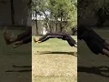 Download Lagu kesi lagi flip 🙃🙃 #viral #stunt #video #trending #shorts