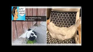 Animals don t know how to fake comedy and that s what makes them so funny 36 Photos - 94Pic Humo