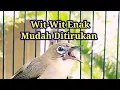 Download Lagu B1K1N PL3C1 G4C0R N3MB4K W1T-W1T P4NJ4NG MUD4H D1T1RUK4N, Terapi Pleci Nembak