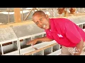 Nest Box Installation in your Layer Pullet House