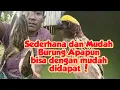 Download Lagu Semua jenis Burung akan tertangkap dengan cara ini - Termasuk Burung manyar