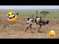 FUNNIEST S EVER TRY NOT TO LAUGH IMPOSSIBLE