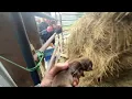This mama found the BEST place to hide her babies - Stray Rescue of St Louis