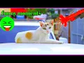 Download Lagu trumpet sound prank cat | funny cat reaction