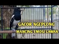 Download Lagu Kacer gacor ngeplong ini sangat ampuh untuk terapi Kacer bahan agar cepat bunyi
