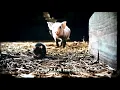 Wilbur meets Templeton scene