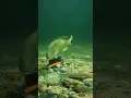Download Lagu https://vt.tiktok.com/ZT6LYqSKY/?page=TikTokShop#fishing #fish #fishingvideo