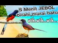 Download Lagu Terapi murai jantan dan murai betina birahi II PANCINGAN MURAI MINTA KAWIN TERJERNIH