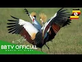 Lagu Birds Of Uganda | Most Beautiful Birds Found In Uganda You've Never Seen | BBTV Official