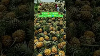 الحمد لله الذي رد الينا بلادنا وخلصنا من الظالمين الكفره المارقين عبده بشار  الحمد لله الذي رد الينا بلادنا وخلصنا من الظالمين الكفره المارقين عبده بشار
