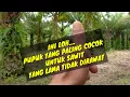 Download Lagu Pupuk untuk kebun sawit yang lama tidak dirawat @kopiinspirasi8193