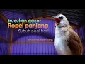 Download Lagu TRUCUKAN GACOR ROPEL SUBUH PANCINGAN AMPUH TRUCUK LAIN JADI IKUTAN ROPEL