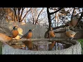 Early Birds get the Birdbath 🛀  3 Hours of Nonstop Relaxing Robins 4K