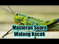Download Lagu LOVEBIRD!! Masteran Suara Walang Kecek Jernih \u0026 Lambat