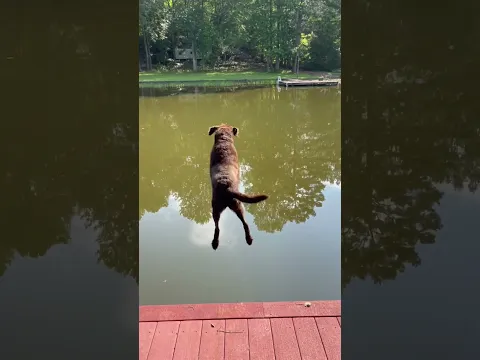 Buster LOVES this!!