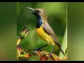 Download Lagu suara pikat burung kapasan kemiri