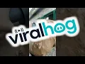 Download Lagu Satisfying Clipping of Thick Horse Coat || ViralHog