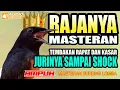 Download Lagu RAJANYA MASTERAN! UNTUK MURAI BATU LOMBA | TEMBAKAN RAPAT DAN K4SAR | murai batu mastering