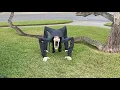 NEW FOR 2020 Spirit Halloween Night Crawler Life Size Animatronic Prop